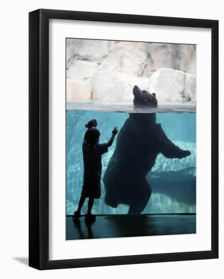 Andrew Zimmerman Watches a Grizzly Bear Swim in a Pool in the Exhibit at the Brookfield Zoo-null-Framed Photographic Print