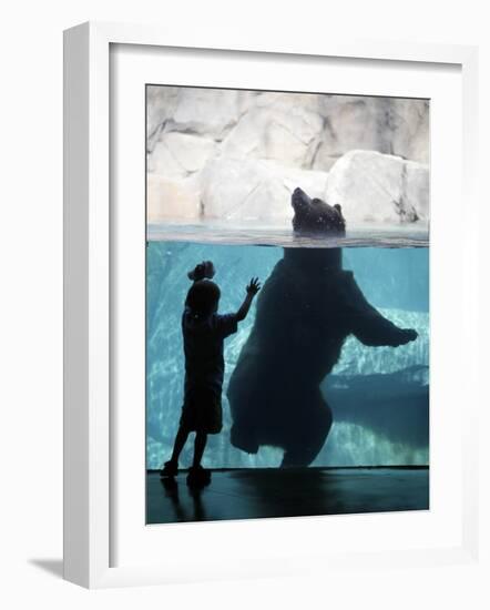 Andrew Zimmerman Watches a Grizzly Bear Swim in a Pool in the Exhibit at the Brookfield Zoo-null-Framed Photographic Print