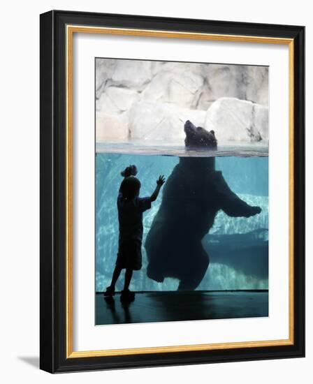 Andrew Zimmerman Watches a Grizzly Bear Swim in a Pool in the Exhibit at the Brookfield Zoo-null-Framed Photographic Print