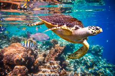 Hawksbill Turtle - Eretmochelys Imbricata Floats under Water. Maldives Indian Ocean Coral Reef.-Andrey Armyagov-Photographic Print