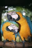 Blue and Yellow Macaws-Andrey Zvoznikov-Photographic Print