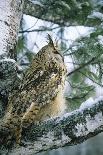 Eagle Owl Adult on Birch Tree in Forest of Ural Mountains-Andrey Zvoznikov-Photographic Print