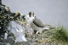 Peregrine Falcon Adult Warms a Chick-Andrey Zvoznikov-Framed Photographic Print