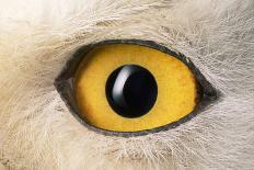 Snowy Owl Close-Up of Eye-Andrey Zvoznikov-Photographic Print