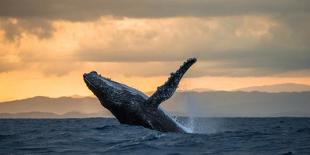 Jumping Humpback Whale at Sunset. Madagascar.-ANDREYGUDKOV-Laminated Photographic Print