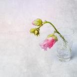 Pink Mallow in Crystal Glass on Grunge Background-Andrii Chernov-Framed Premier Image Canvas