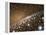 Andromeda Galaxy Core Stars, Artwork-null-Framed Premier Image Canvas