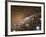 Andromeda Galaxy Core Stars, Artwork-null-Framed Photographic Print