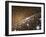 Andromeda Galaxy Core Stars, Artwork-null-Framed Photographic Print