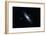 Andromeda Galaxy (M31)-Davide De Martin-Framed Photographic Print