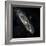 Andromeda Galaxy, UV Image-null-Framed Premium Photographic Print