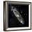 Andromeda Galaxy, UV Image-null-Framed Premium Photographic Print