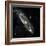 Andromeda Galaxy, UV Image-null-Framed Premium Photographic Print