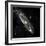 Andromeda Galaxy, UV Image-null-Framed Premium Photographic Print