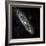 Andromeda Galaxy, UV Image-null-Framed Premium Photographic Print