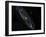 Andromeda Galaxy-Stocktrek Images-Framed Photographic Print