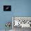 Andromeda Galaxy-Stocktrek Images-Premium Photographic Print displayed on a wall