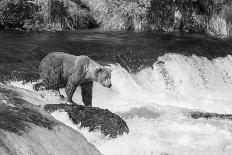 Brown Bear on Alaska-Andrushko Galyna-Photographic Print