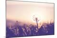 Premium Photographic Print