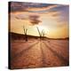 Stretched Canvas Print