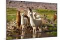 Premium Photographic Print