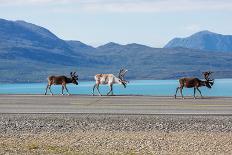 Landscapes on Denali Highway, Alaska. Instagram Filter.-Andrushko Galyna-Photographic Print