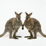 Wallaby X2 Holding Hands-Andy and Clare Teare-Photographic Print