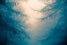 Blue Tree in Fog-Andy Bell-Photographic Print