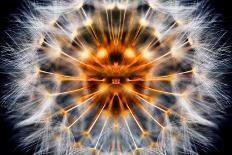 Mirrored Dandelion-Andy Bell-Photographic Print