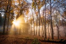 Golden Rays Cutting Through a Misty Forest, Heidelberg Area, Baden-Wurttemberg, Germany, Europe-Andy Brandl-Photographic Print