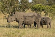 Mother and Young White Rhino, Kruger National Park, South Africa, Africa-Andy Davies-Premier Image Canvas