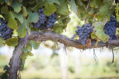 Vineyard with Lush, Ripe Wine Grapes on the Vine Ready for Harvest.-Andy Dean Photography-Photographic Print