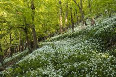 Wild Garlic (Ramsons) on a Hilly Section of This British Deciduous Woodland in Springtime-Andy Farrer-Photographic Print