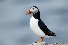 Atlantic Puffin-Andy Harmer-Photographic Print