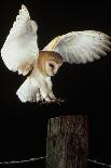 Barn Owl-Andy Harmer-Photographic Print