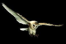 Barn Owl-Andy Harmer-Photographic Print