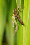 Emperor Dragonfly Metamorphosis-Andy Harmer-Photographic Print