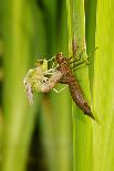 Emperor Dragonfly Metamorphosis-Andy Harmer-Framed Photographic Print