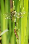Emperor Dragonfly Metamorphosis-Andy Harmer-Framed Photographic Print