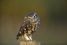 Barn Owl-Andy Harmer-Framed Photographic Print