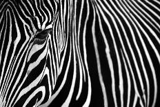 Zebra in Lisbon Zoo-Andy Mumford-Mounted Photographic Print