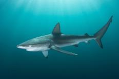 Dusky shark swimming through light rays, South Africa-Andy Murch-Laminated Photographic Print