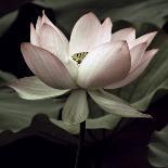 The Lotus I-Andy Neuwirth-Framed Photo
