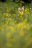 Red Fox (Vulpes Vulpes) in Meadow of Buttercups. Derbyshire, UK-Andy Parkinson-Framed Premier Image Canvas