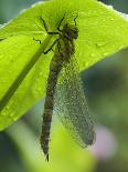 Brown Hawker Aeshna Dragonfly Newly Emerged Adult Sheltering from Rain, West Sussex, England, UK-Andy Sands-Photographic Print