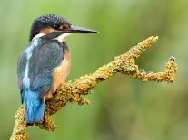 Common Kingfisher Perched on Lichen Covered Twig, Hertfordshire, England, UK-Andy Sands-Photographic Print