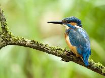 Common Kingfisher Perched on Mossy Branch, Hertfordshire, England, UK-Andy Sands-Photographic Print
