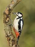 Great Spotted Woodpecker Male on Branch, Hertfordshire, UK, England, February-Andy Sands-Photographic Print