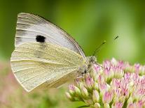 Large Cabbage White Butterfly on Sedum Flowers, UK-Andy Sands-Photographic Print