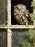 Little Owl in Window of Derelict Building, UK, January-Andy Sands-Photographic Print